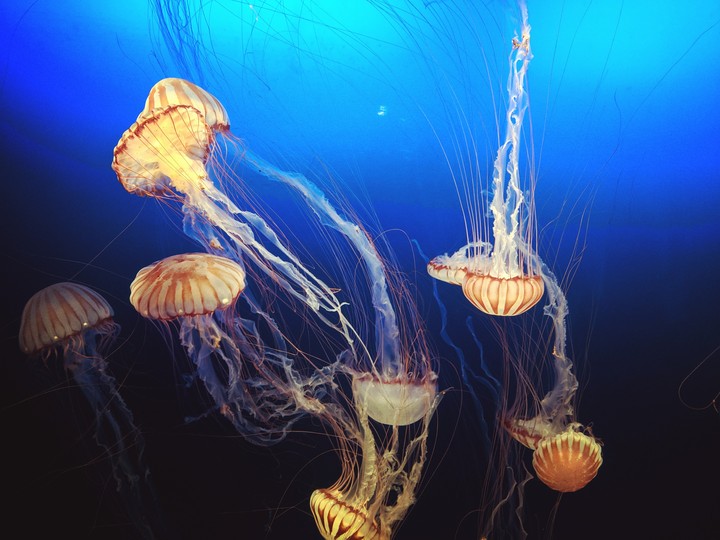 Ocean Life