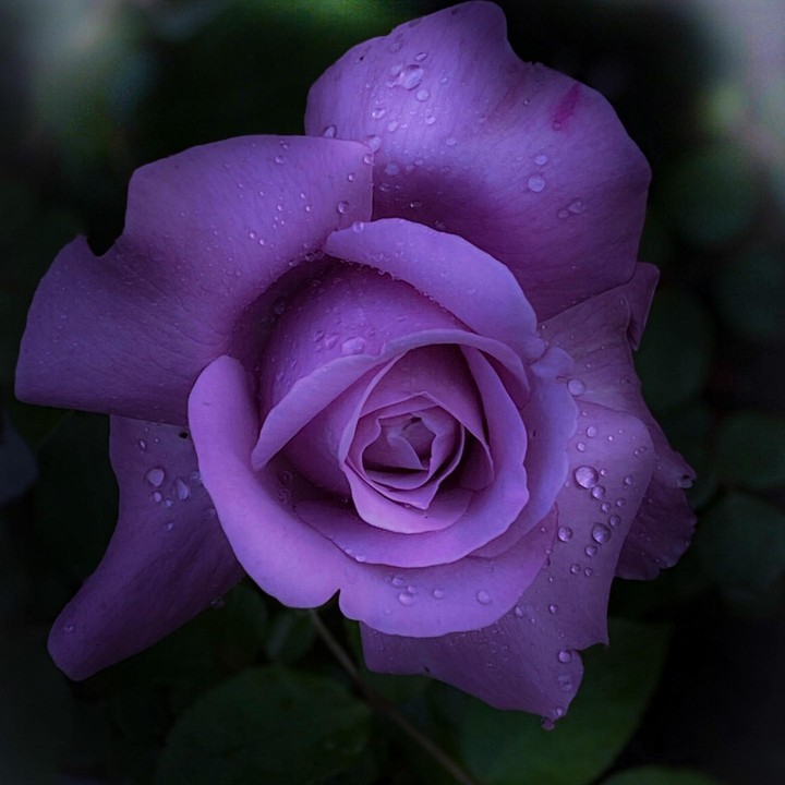 ♧~♡~♧