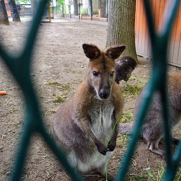 Mini ZOO