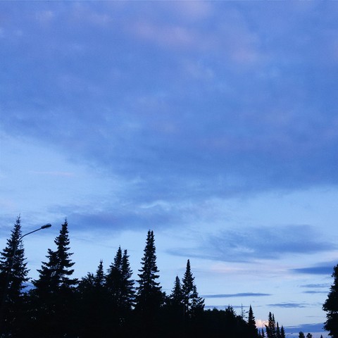 Fir-trees