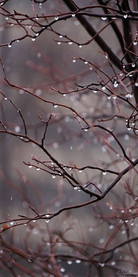 rain drops