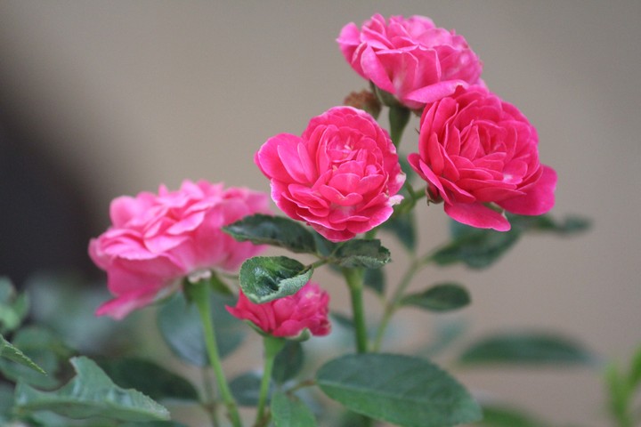 vivid nature