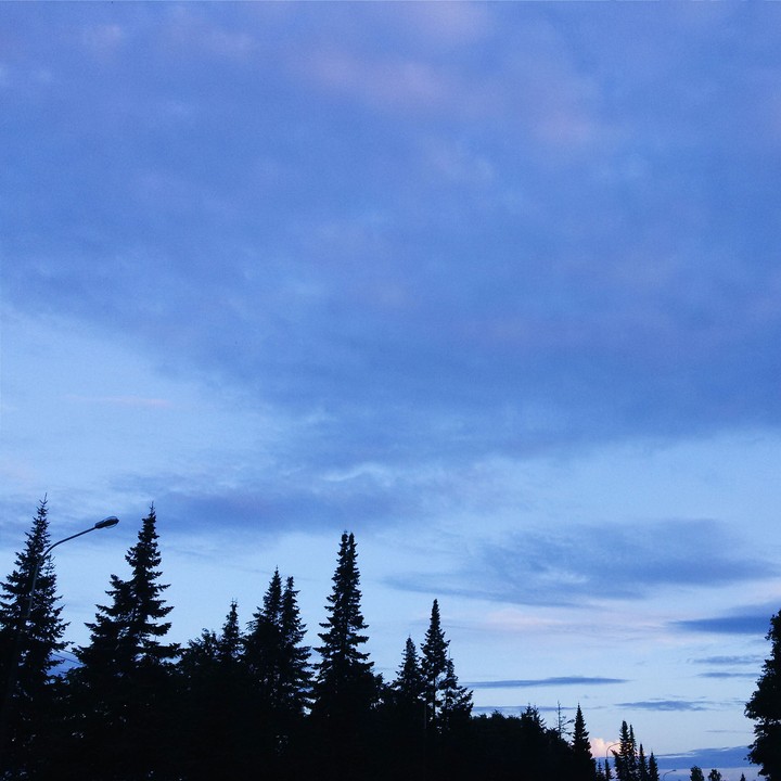 Fir-trees