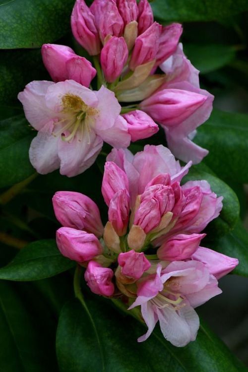 Pink flowers.