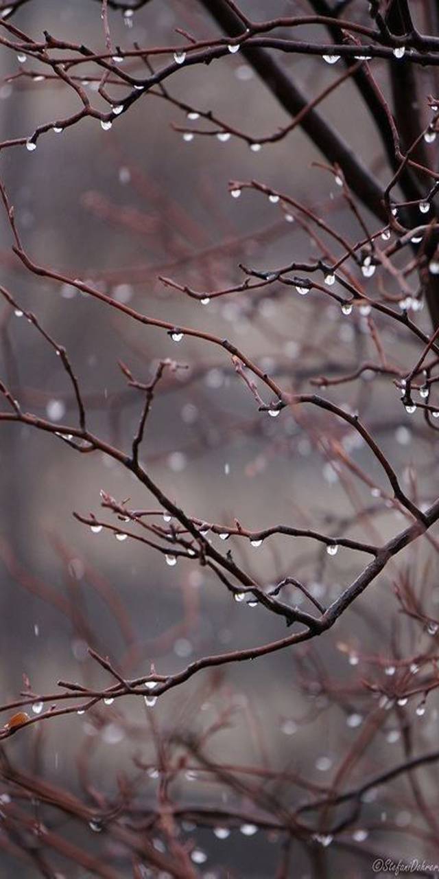 rain drops