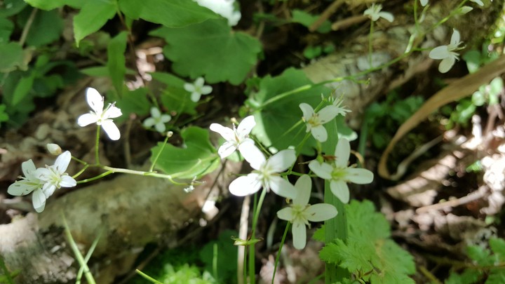 clematis