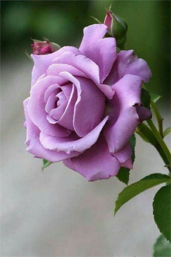rose