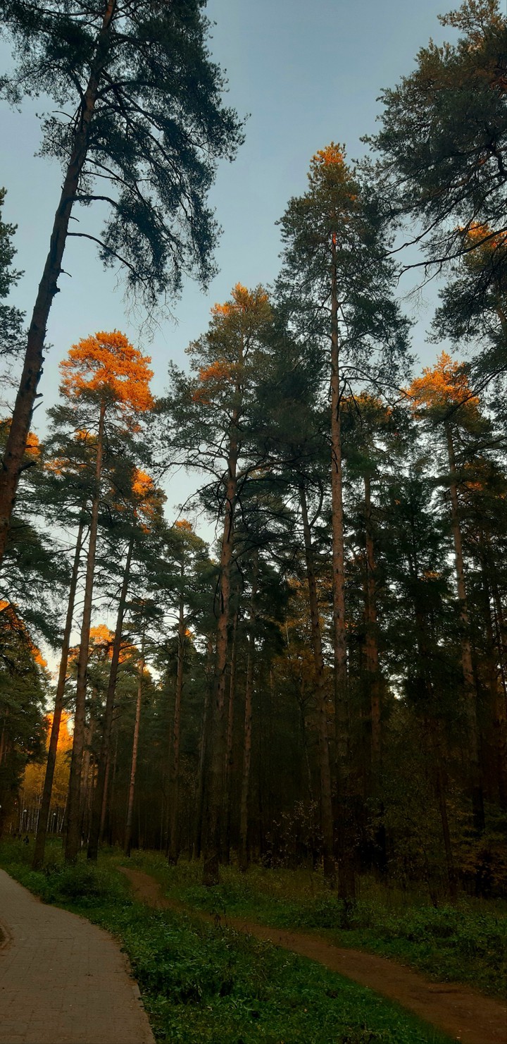 in the pines