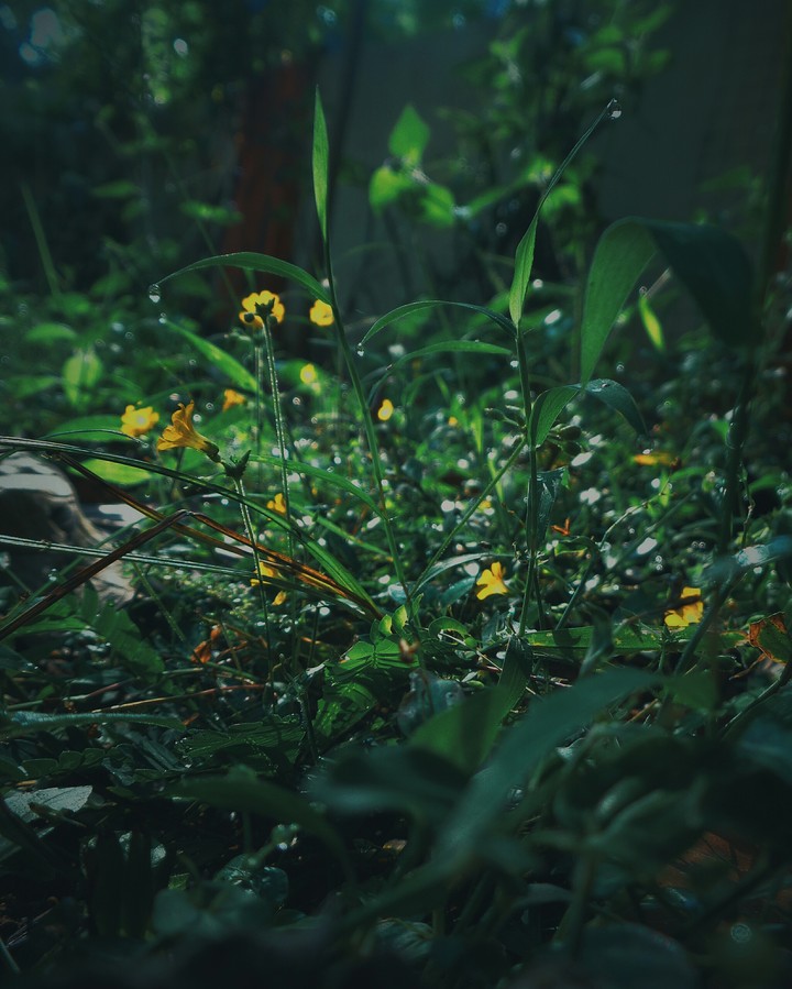 nature love