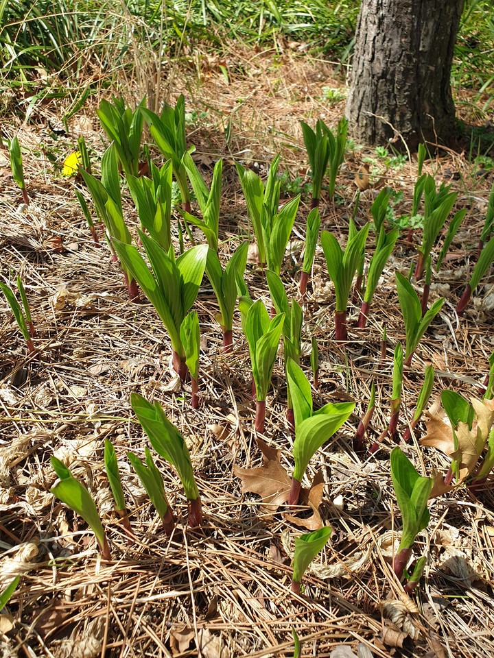 Plants