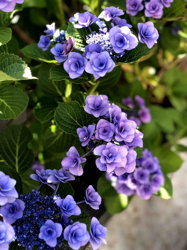 紫陽花 2019