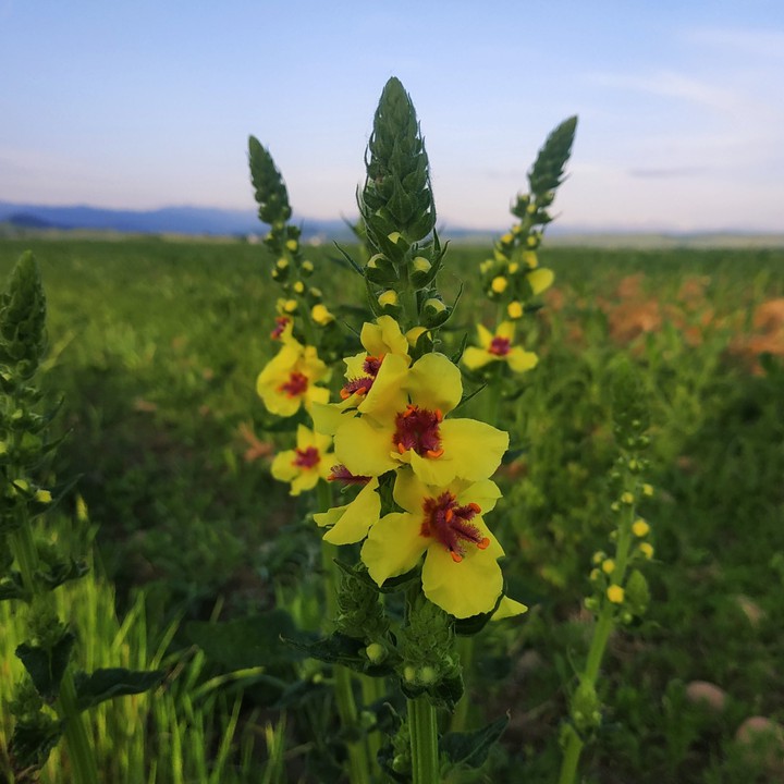 beautifully flower