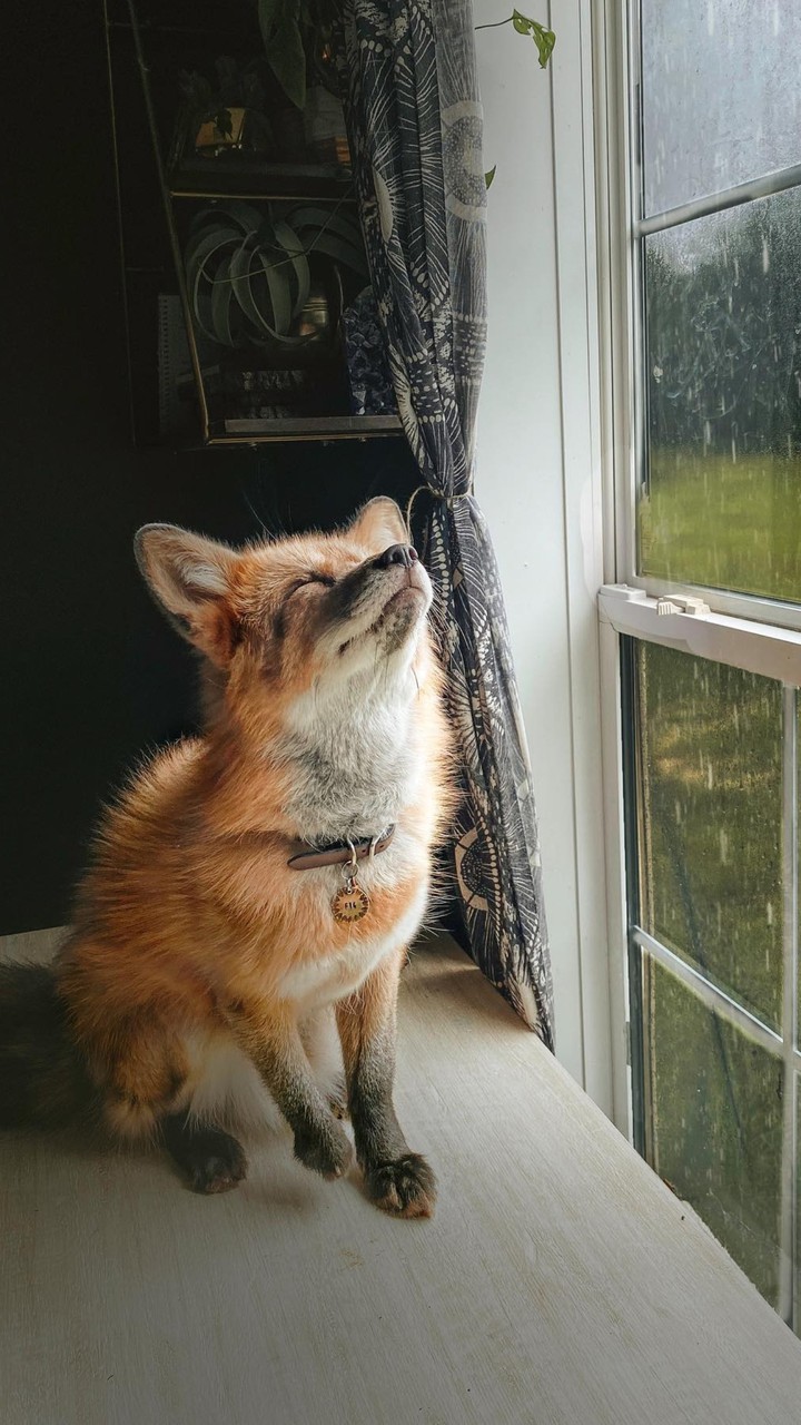 fox