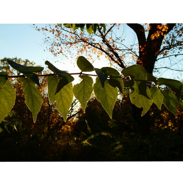 Sunlight through leaves