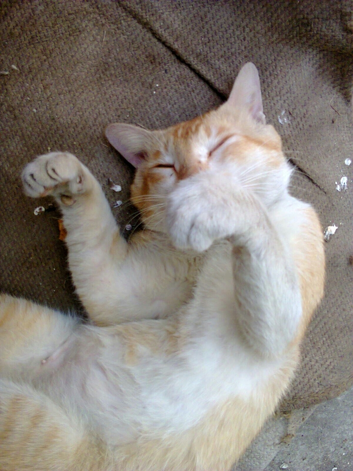 my cat