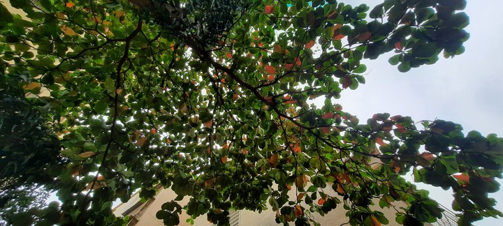 tree