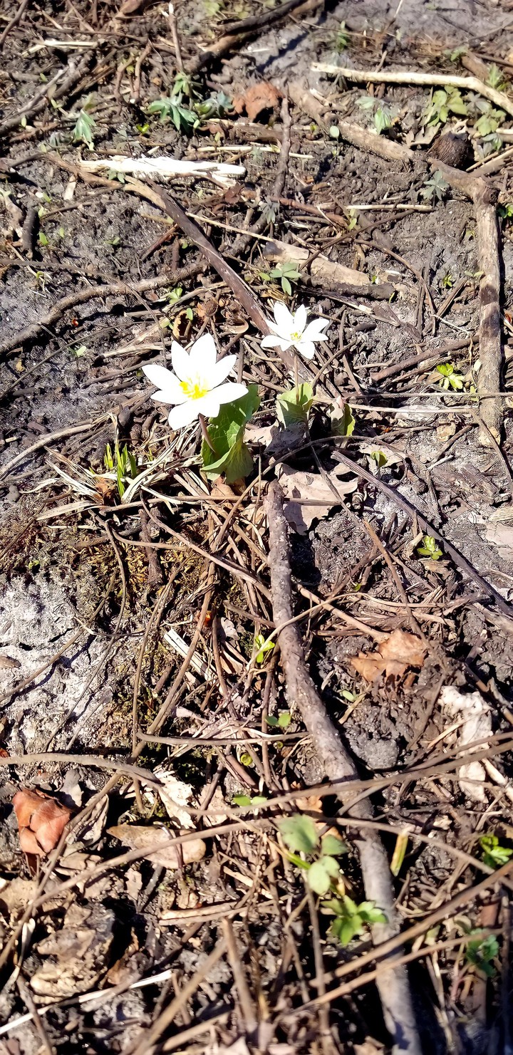 spring is here