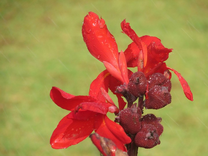 A beauty FloWeR At MySoRe GaRdeN...