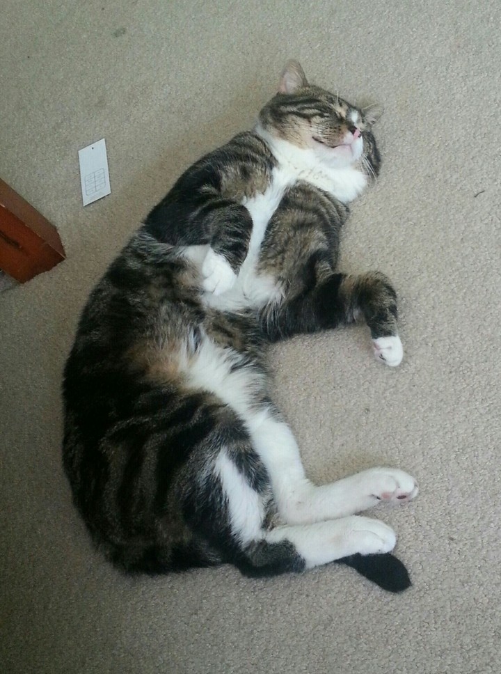 Tired Cat