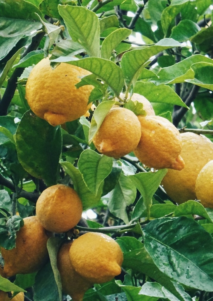 Lemontree