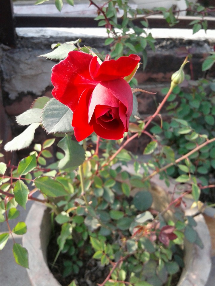 small rose in sun shine