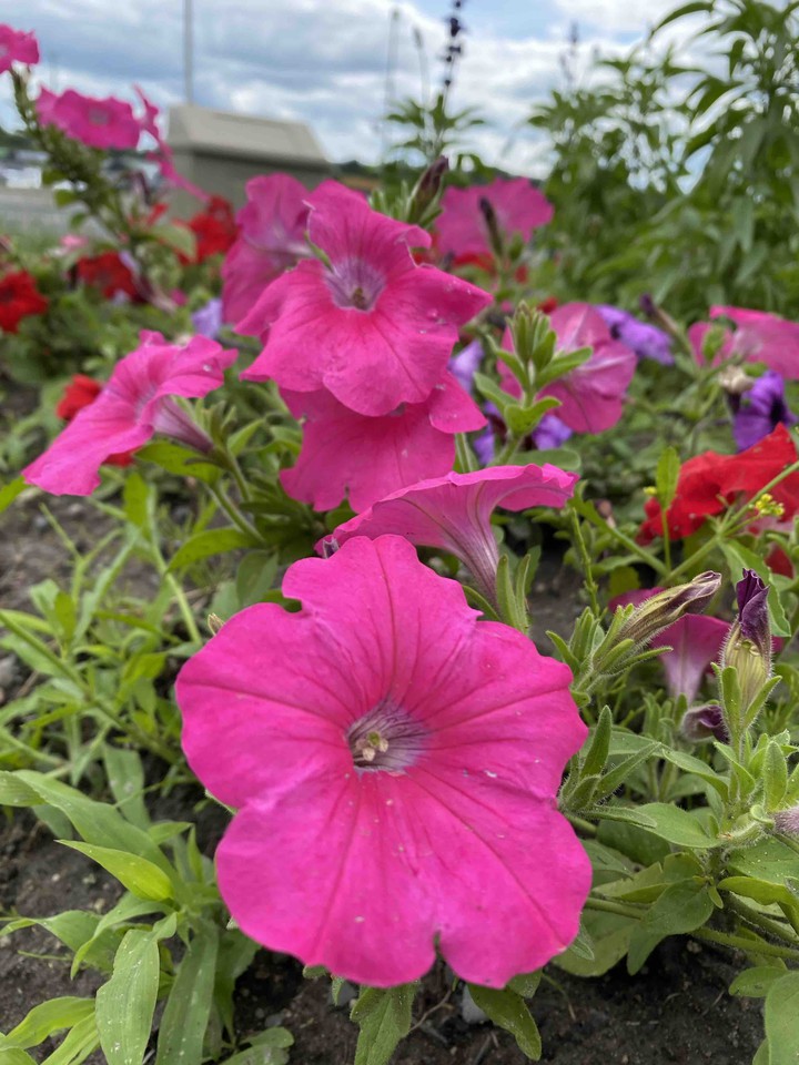 Summer Bloom