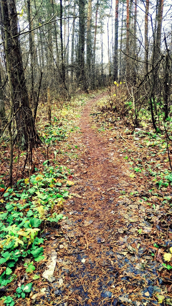 forest
