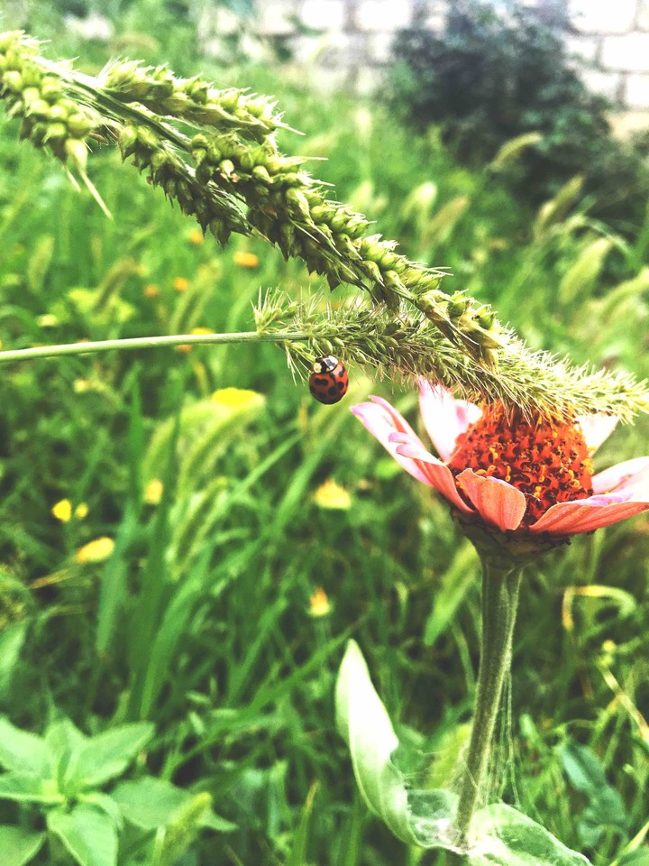 lady bird