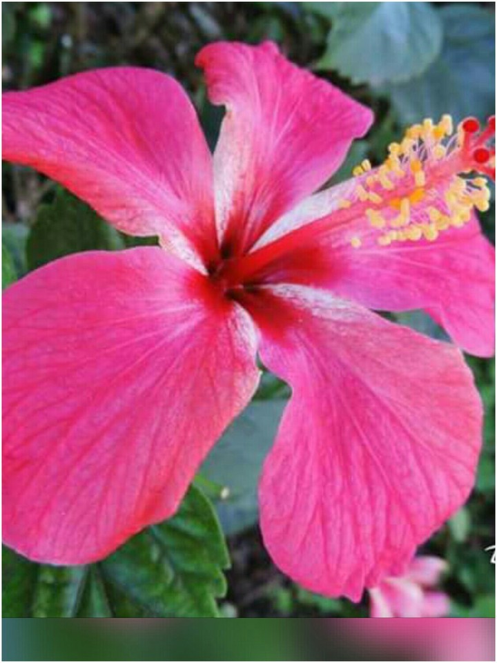 Hibisco