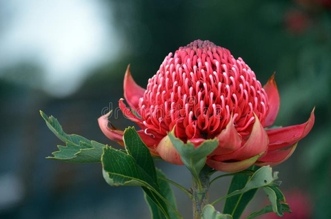 proteales, protea Hintergrundbilder