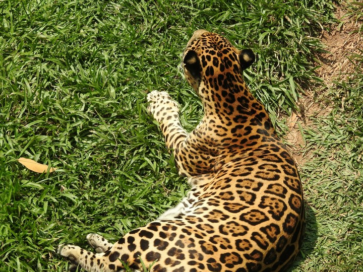 onça pintada
