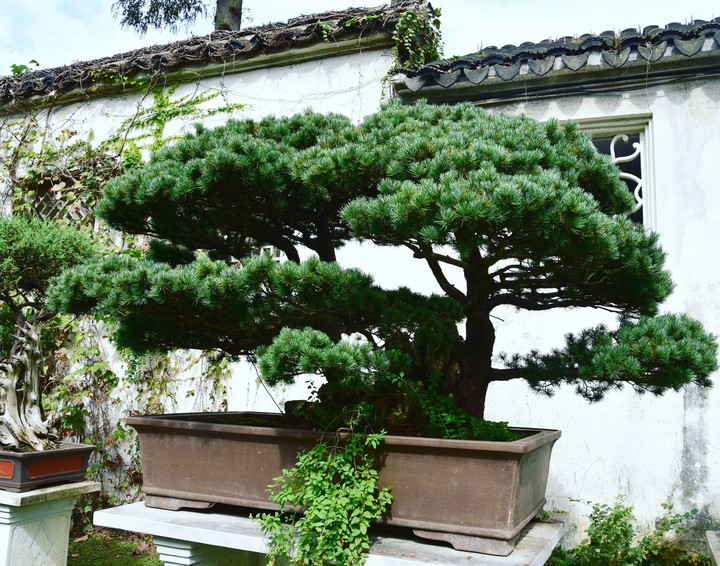 bonsai