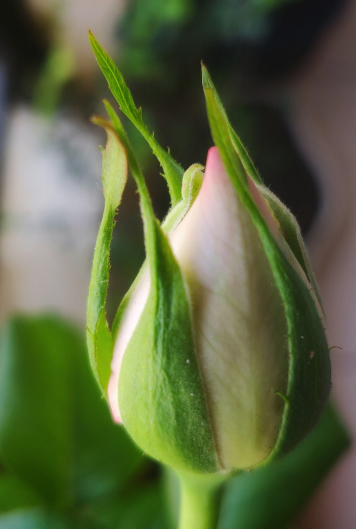 rose