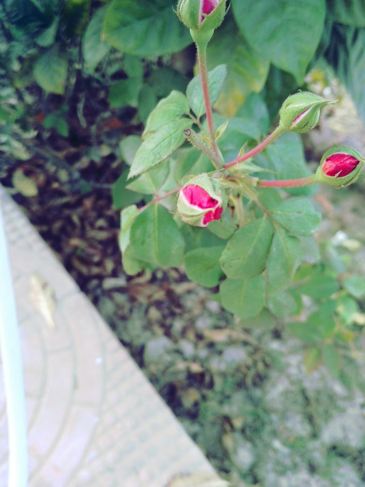 plant