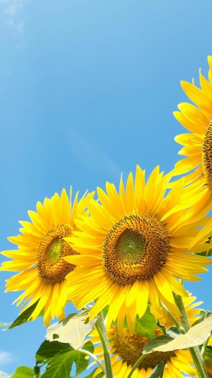 Sunflowers 2