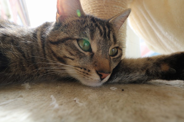 sleepy kitty