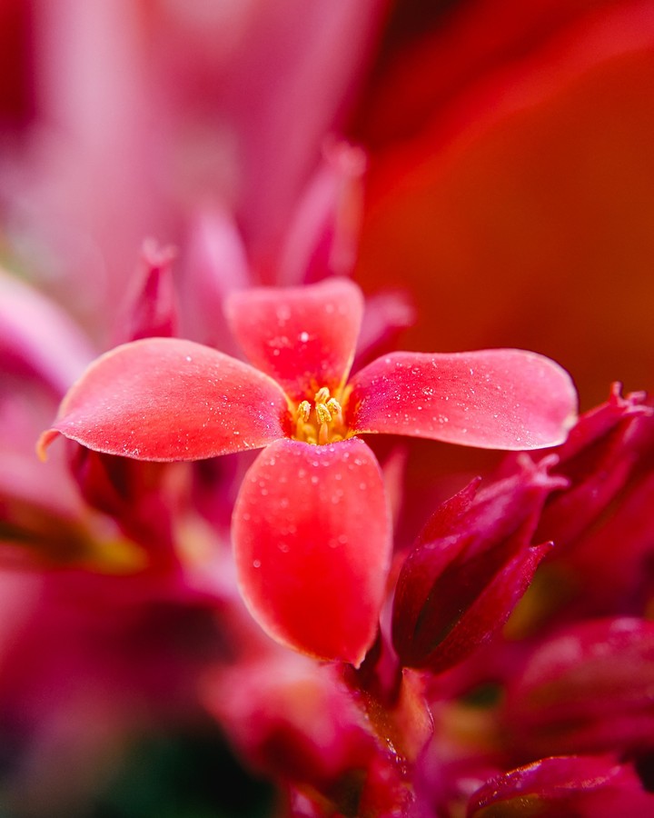 Macro in Red