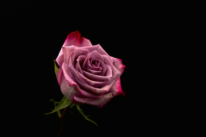 rose