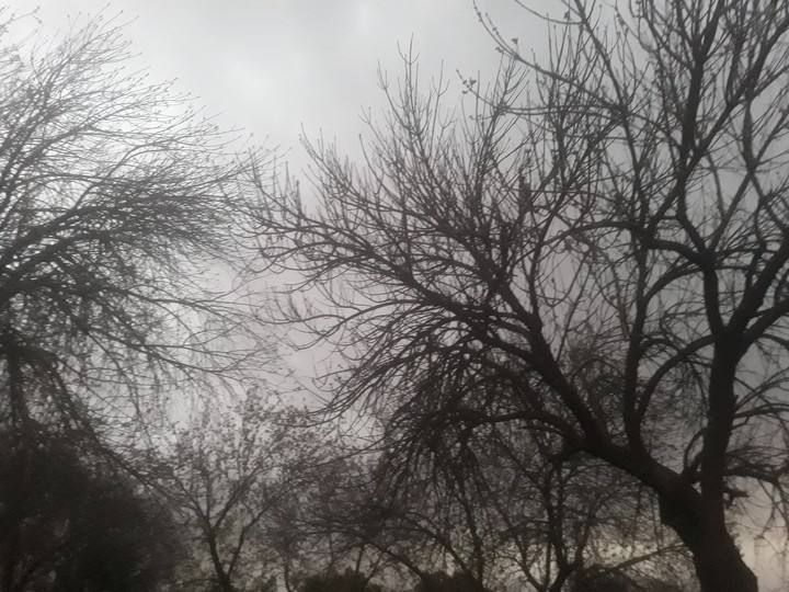 Empty trees