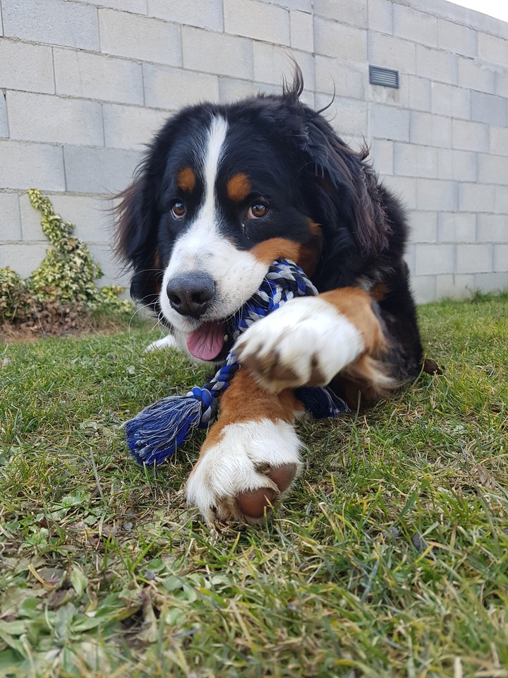bernese mountain dog