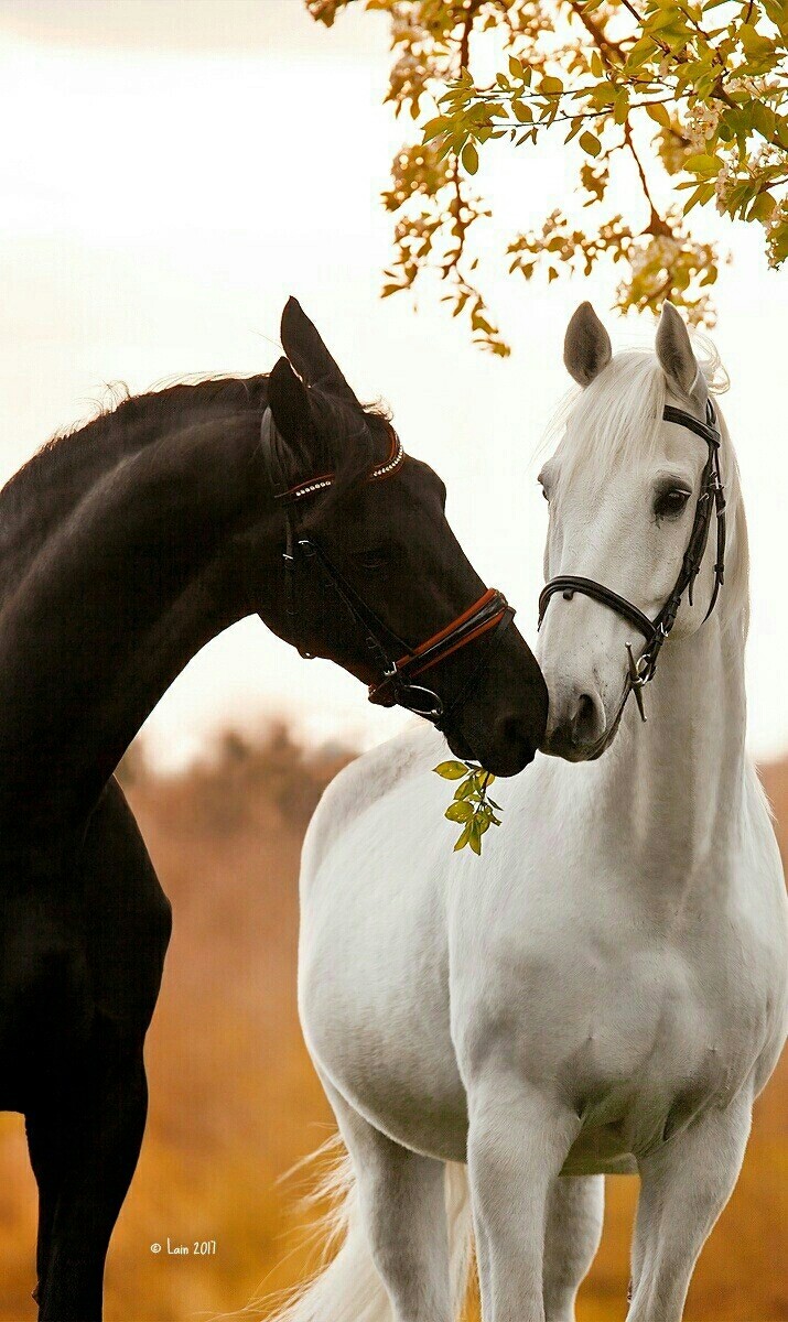 Black and White