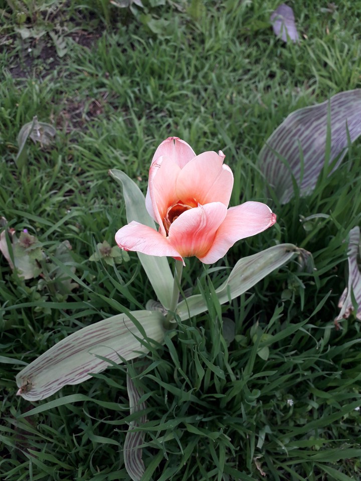 pink tulips