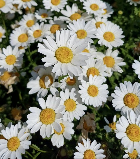 fonds d'écran feverfew, Yellow