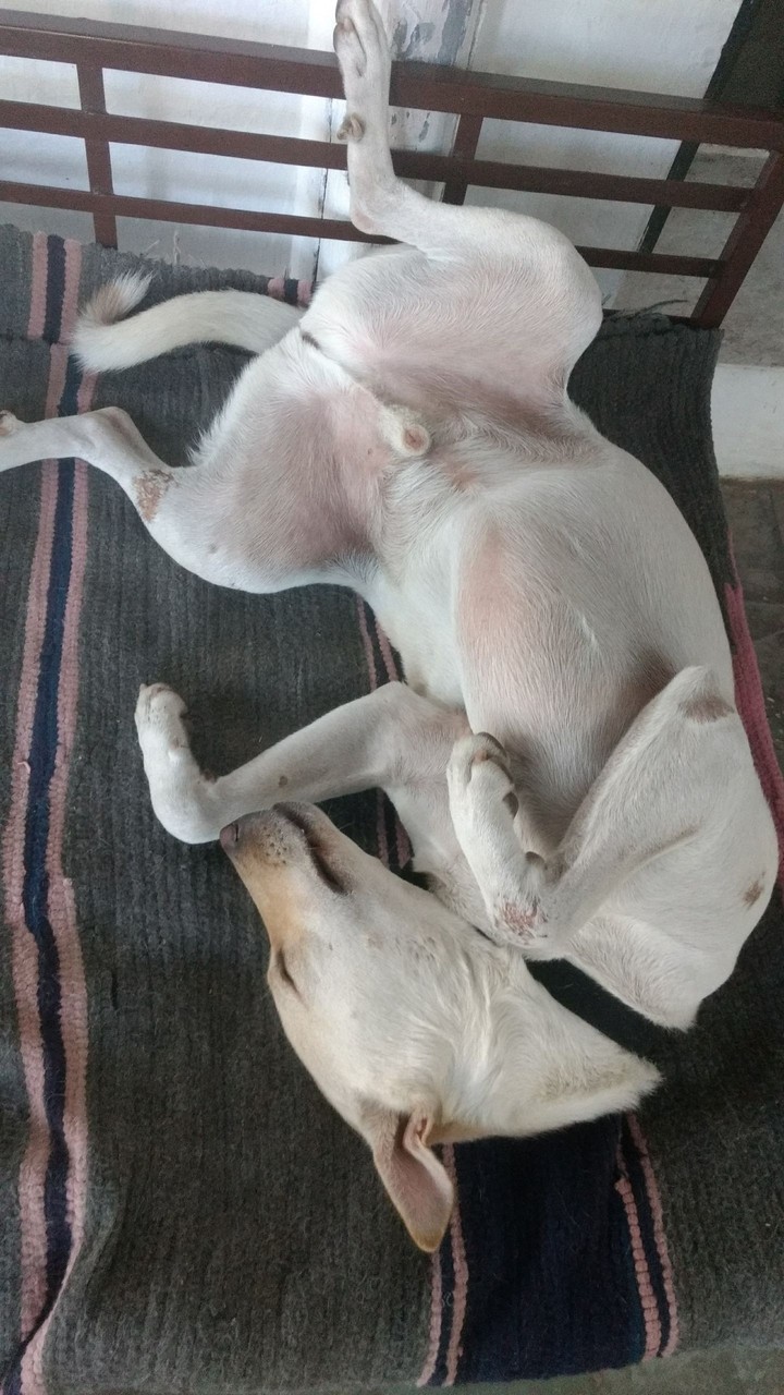 Tired White Dog...