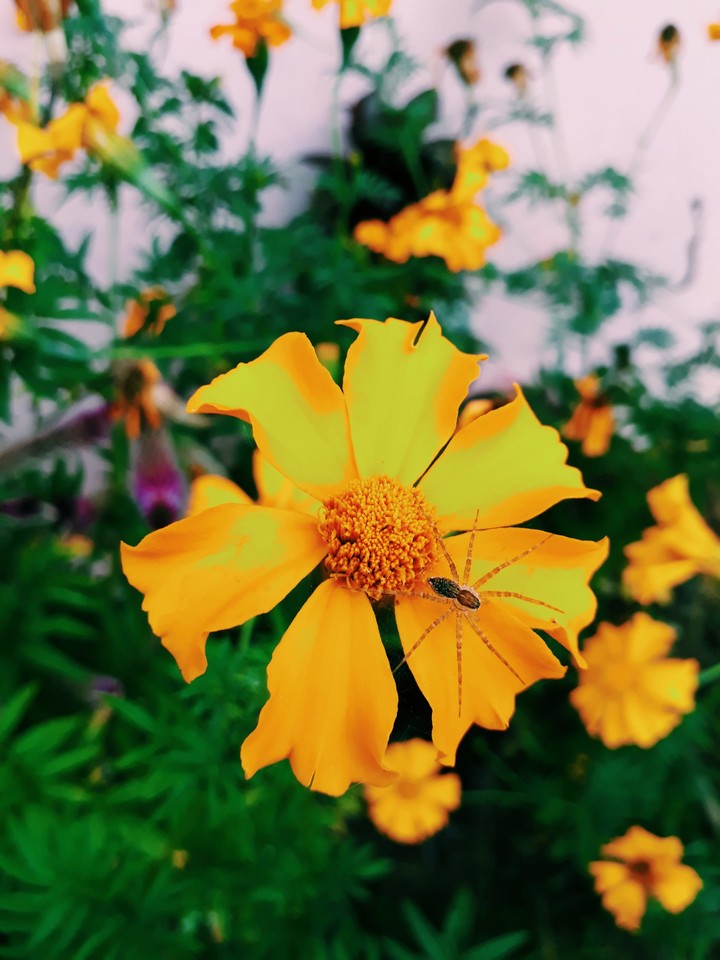 flower