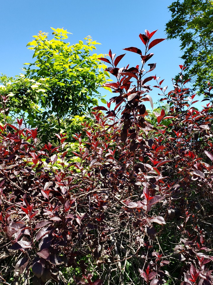 Red and Green