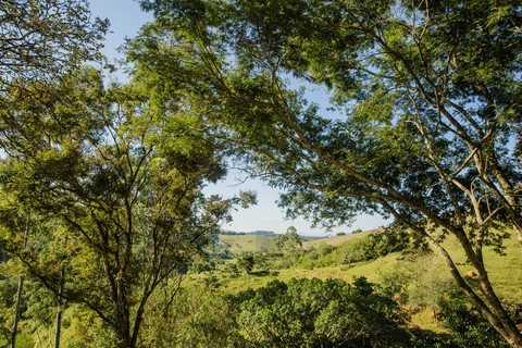 sfondi green, branch
