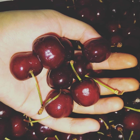 cherry