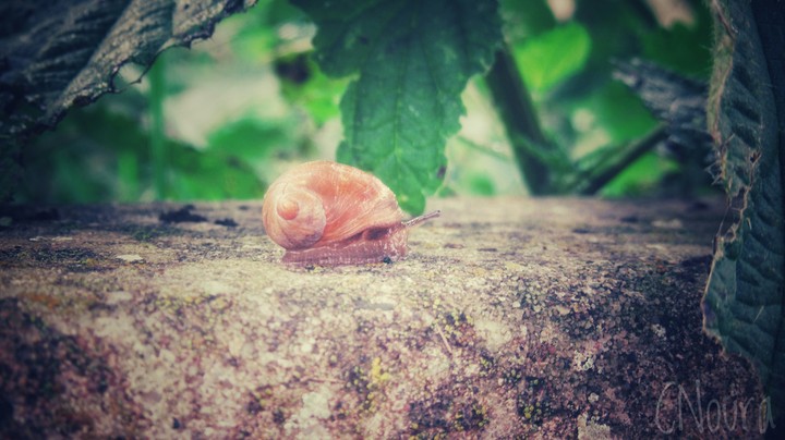 snails