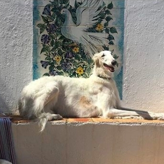 beautiful goat